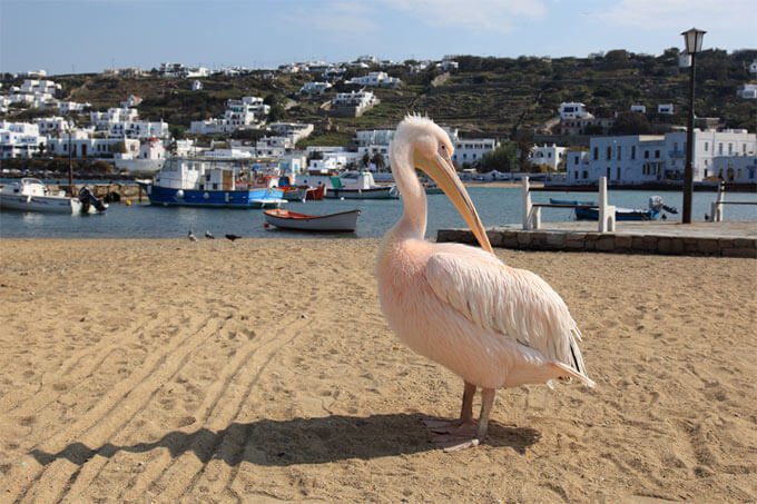 Der Pelikan in Mykonos Stadt am Strand